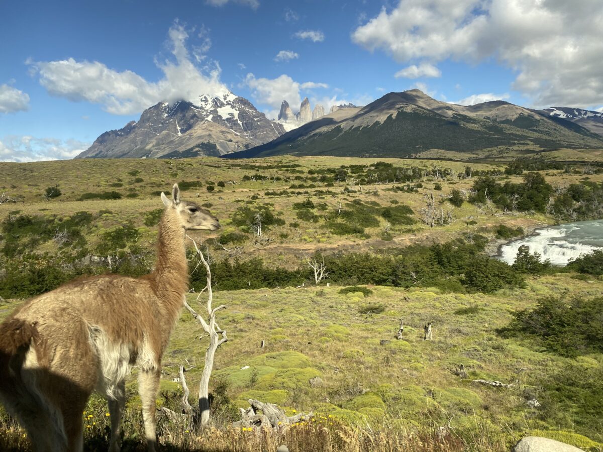 Guanaco @ Paine
