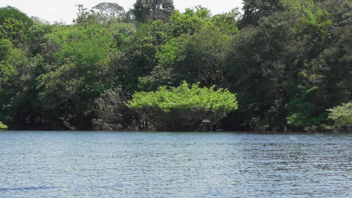 tree at amazonia