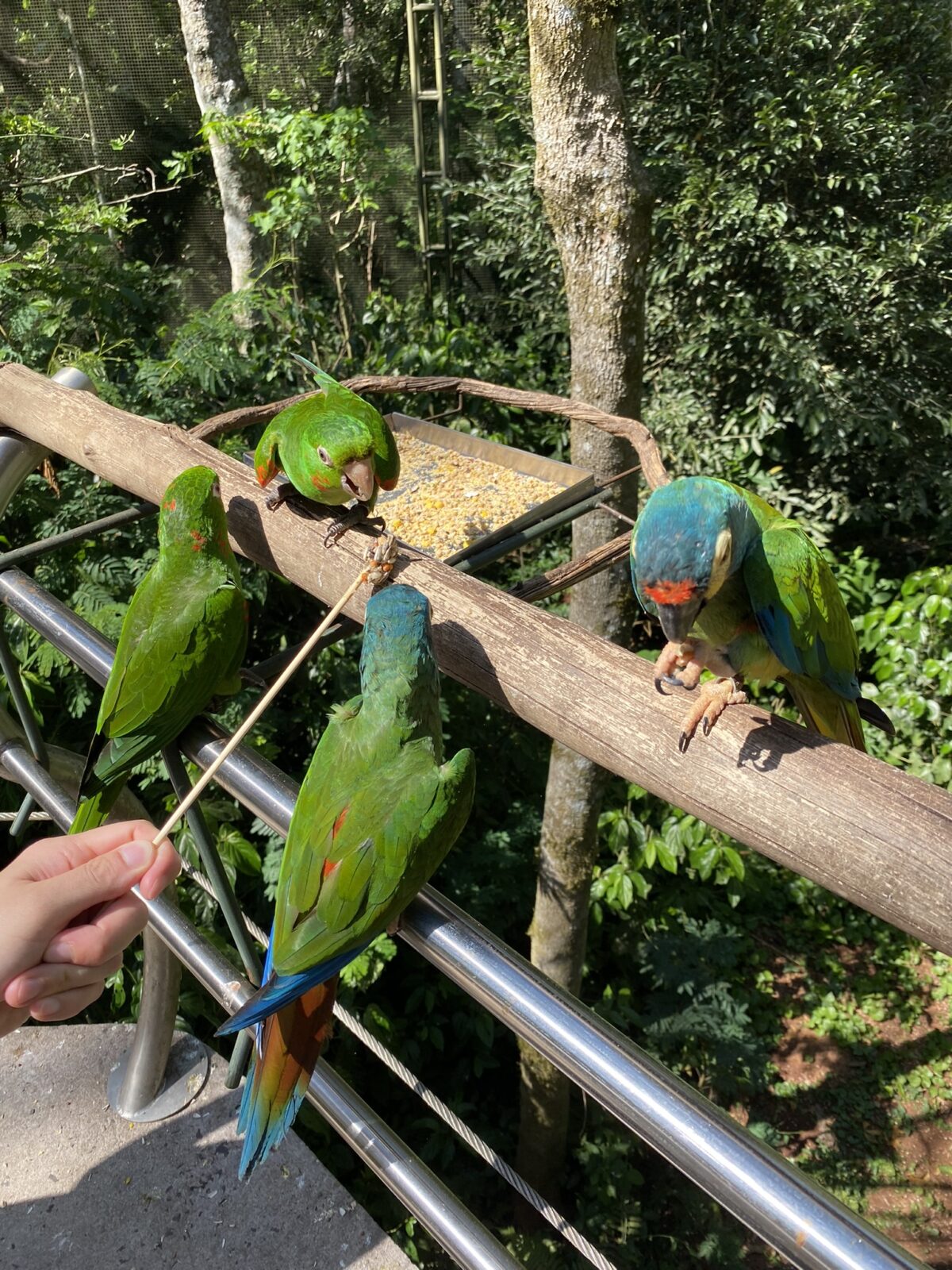 伊瓜蘇鳥園餵鸚鵡