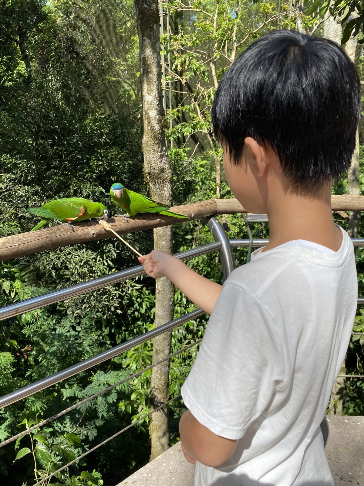 伊瓜蘇鳥園餵鸚鵡