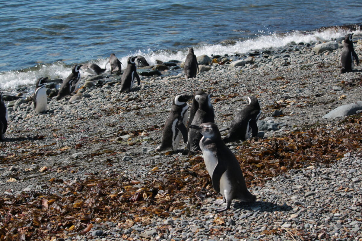 magallan penguin