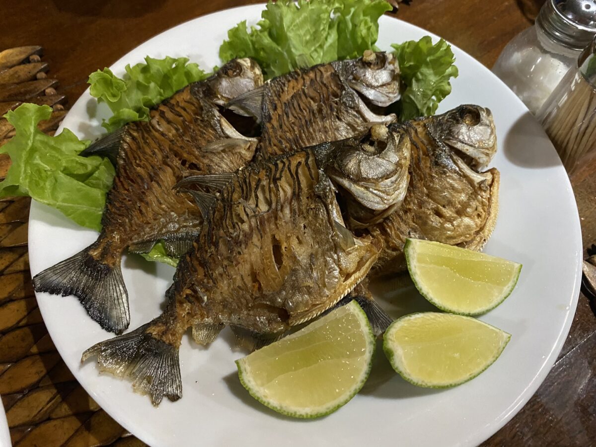 炸食人魚