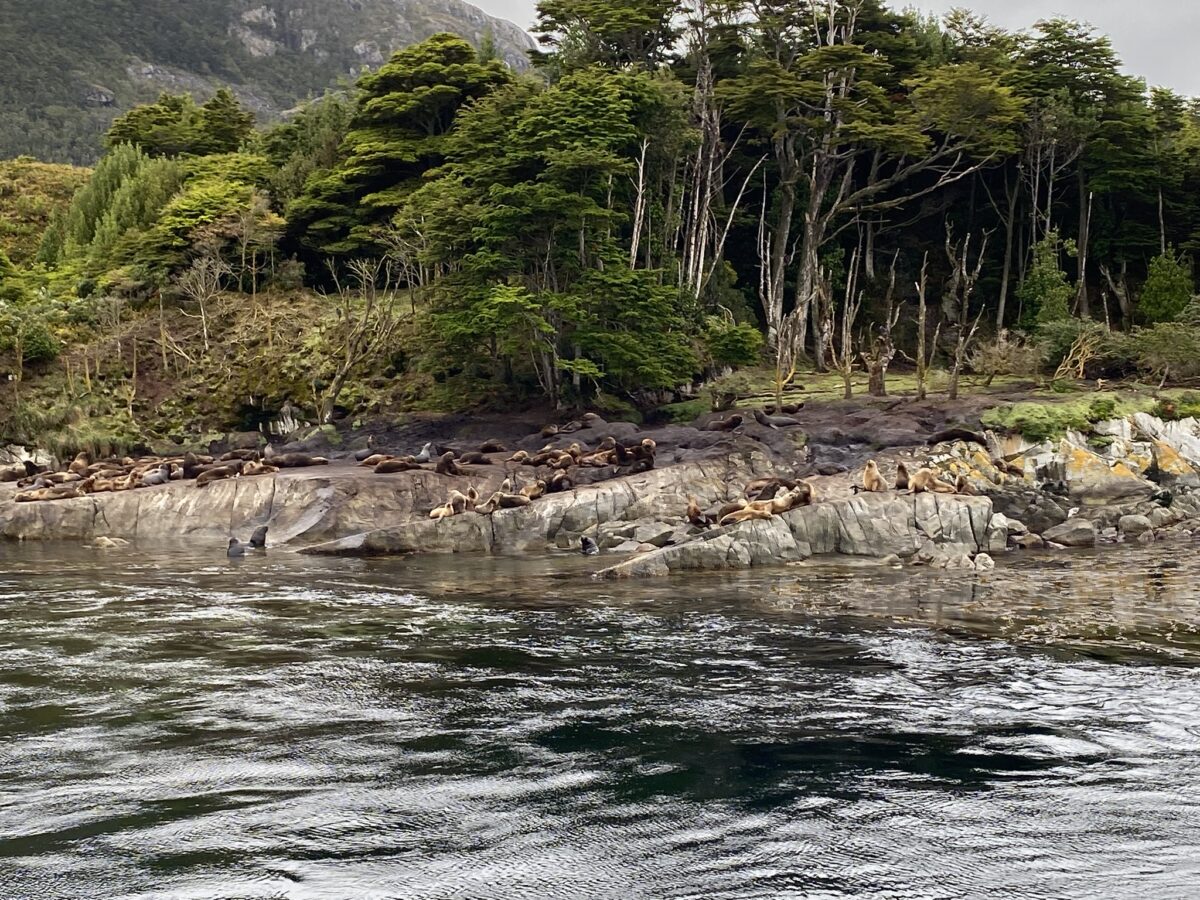 Sealions