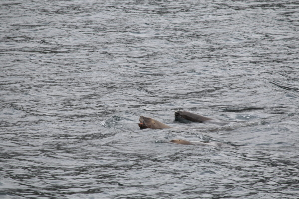 Sealions