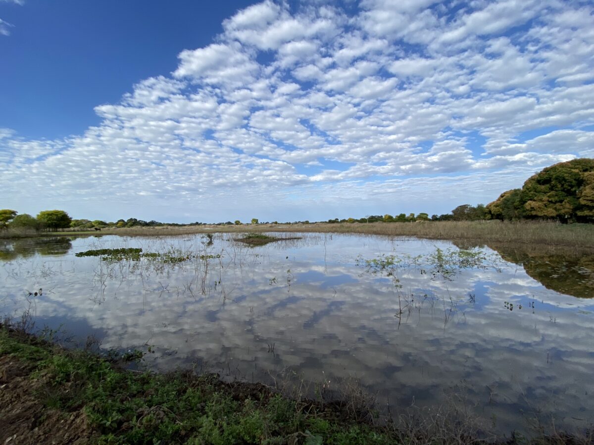 pantanal