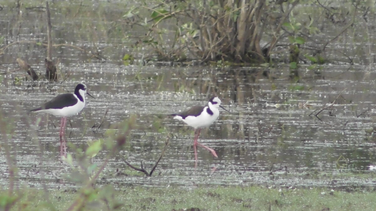 Tuiuiu at Pantanal